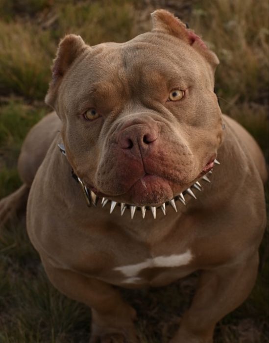 Американский булли для вязки