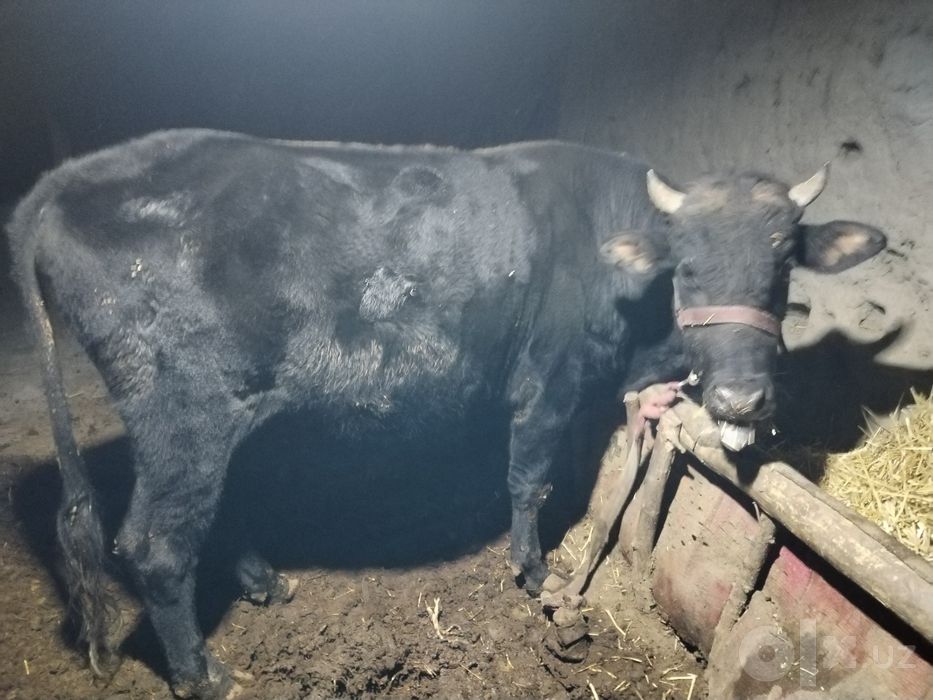Buqa sotiladi narx kelishiladi