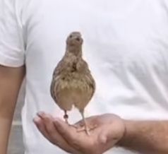 Bedona italia sayroqi