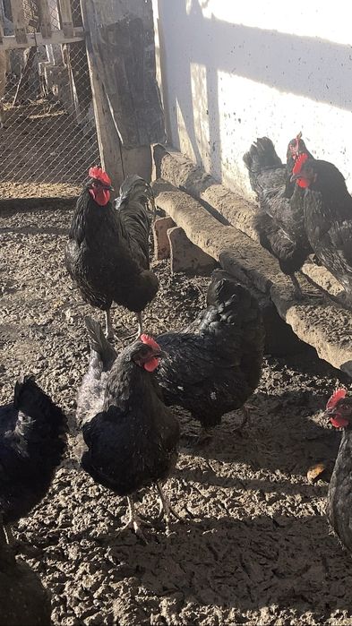 Яйцо икубационные