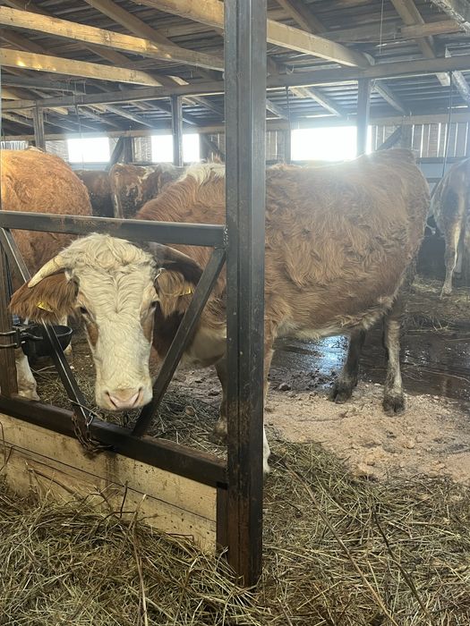 Vaca de 5 ani gestanta in 7 luni