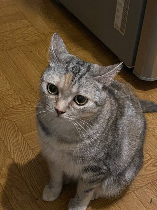 Кошечка ищет дом