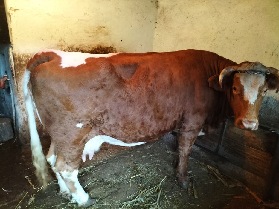 Vaca gestanta in 7 luni
