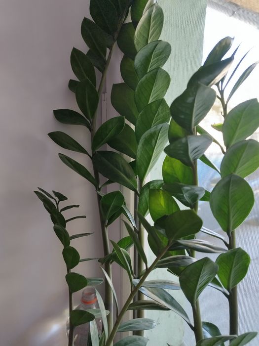 Продам долларовое дерево