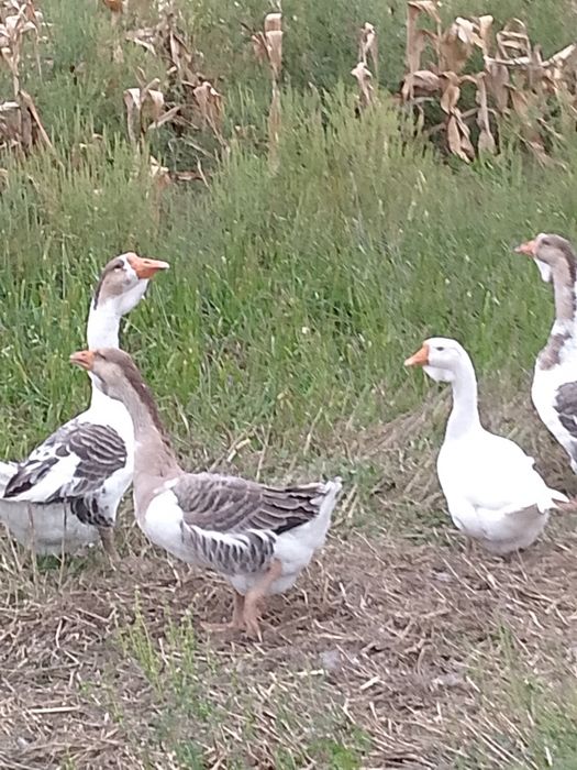 Gâște metis holmogor