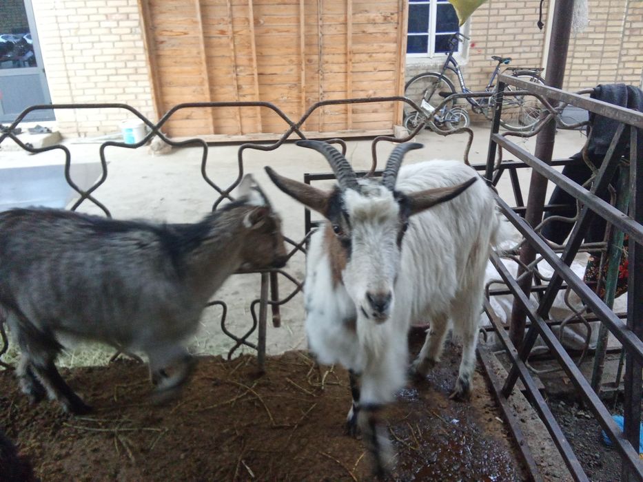 Ечкичала соглом она бола боласи мода