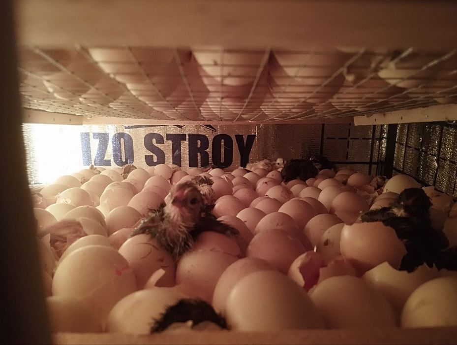 Инкубатор сотилади 1000 талик