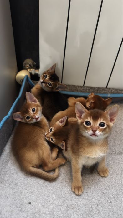 Абиссинские котята