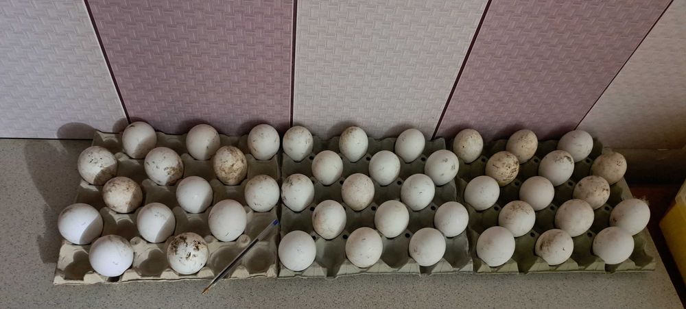 Boboci de gasca, oua de incubat si gaste.