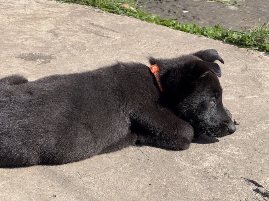 Catelus ciobanesc german cauta casuta