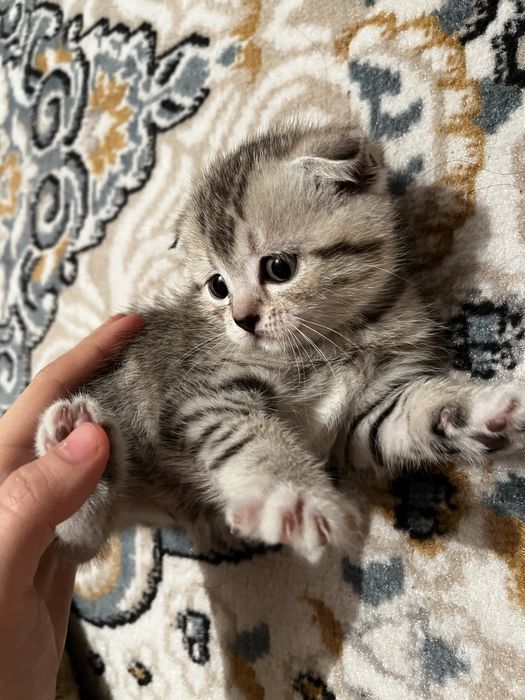 Котенок девокааа
