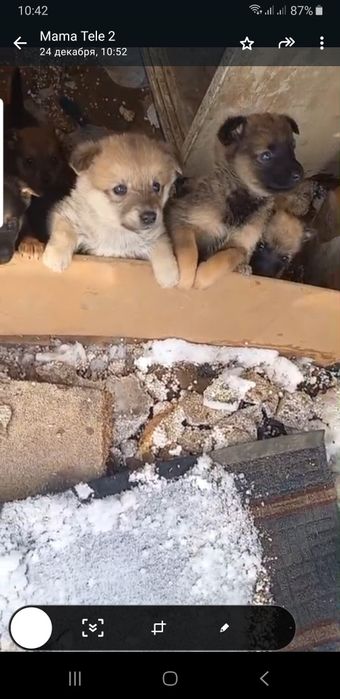 Щенки в добрые руки