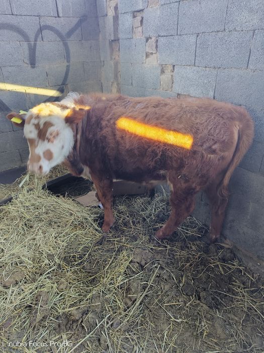 8 9 месячный Бычок