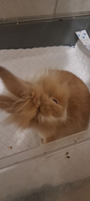 Iepuraș cap de leu împreună cu cușcă (preț negociabil)