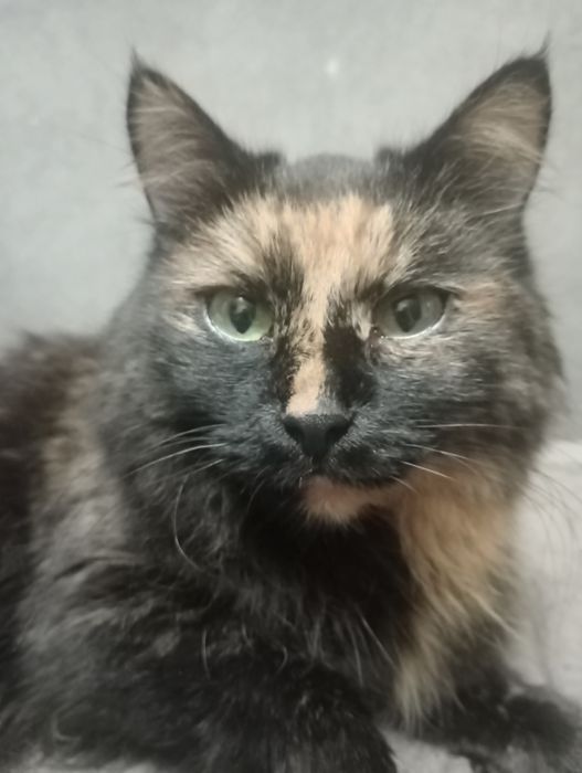 Отдам в добрые руки