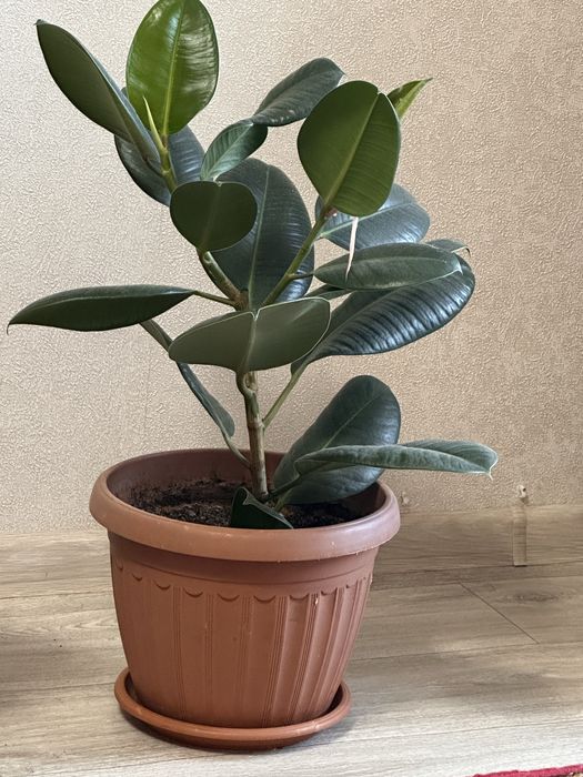 Продам комнатные цветы