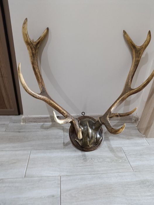 Рога от благороден елен