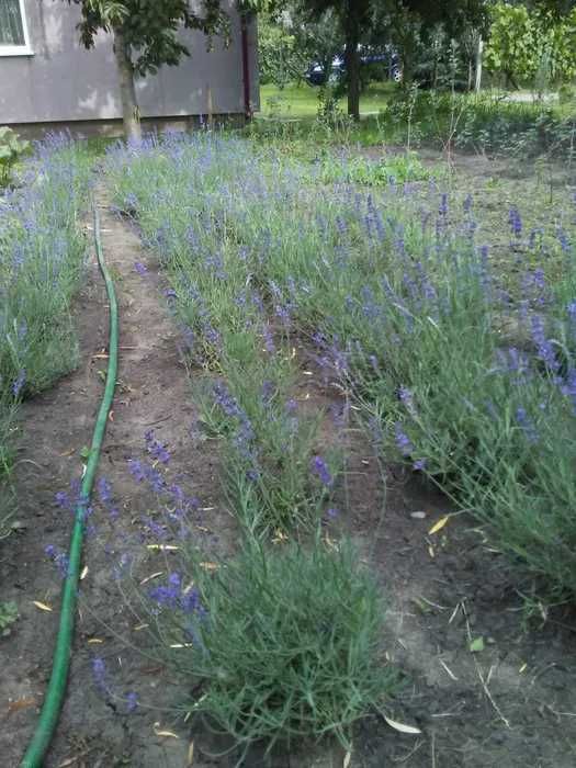 Butași Lavanda Anul 3-4