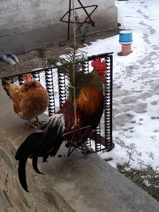 Gaini  pitice si cocosei