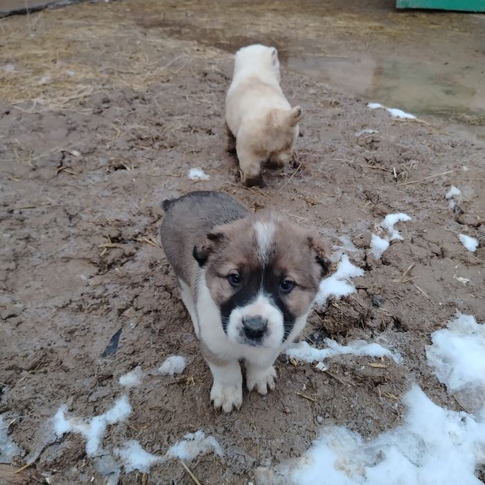 Күшіктер сатылады