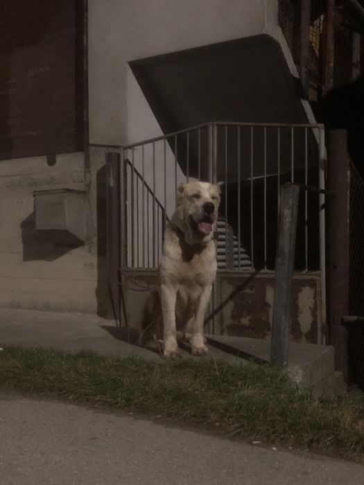 Disponibil mascul asia centrala