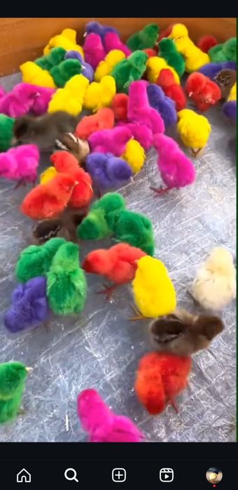 светная  цыплята