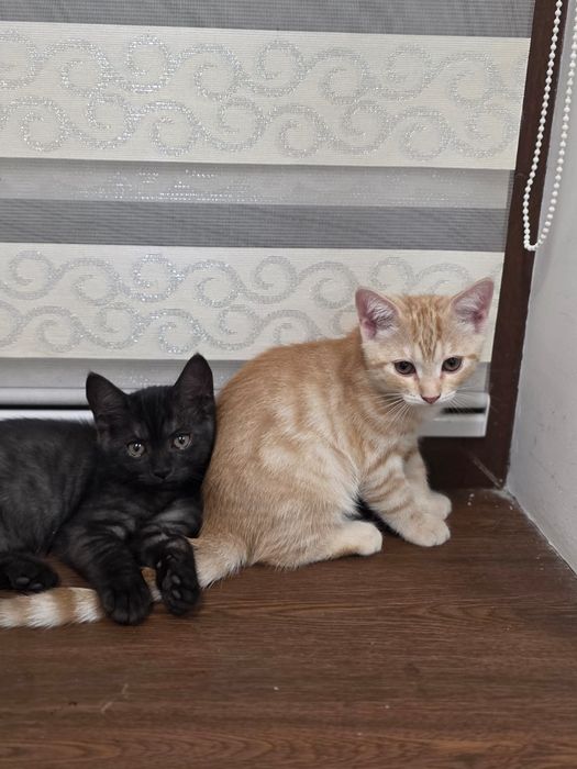 Котята отдам в хорошие руки