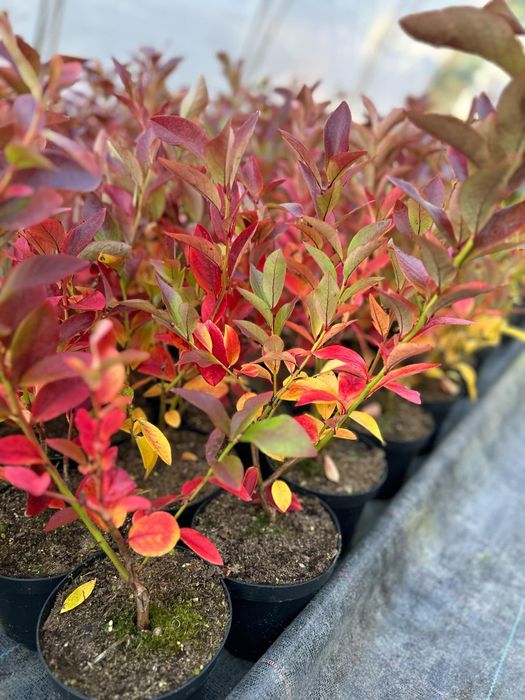 Американска боровинка в саксия вече в плододаване