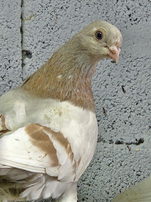 Продам голубей разных мастей летные.