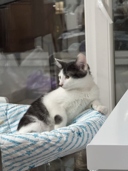 Отдам котенка в добрые руки