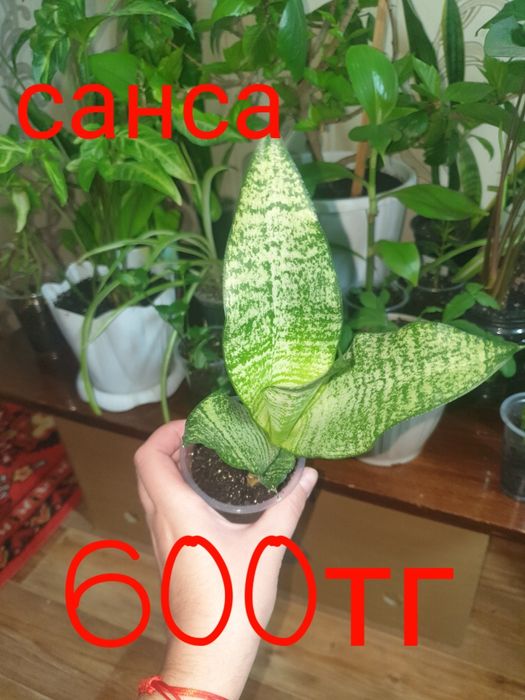 Продам комнатные растения