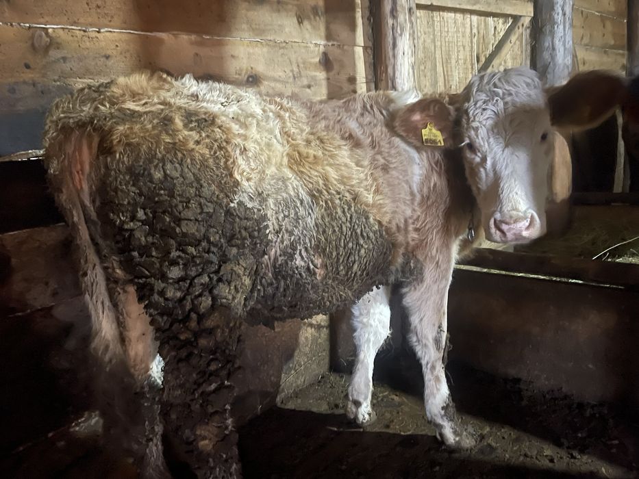 Vand vitele din mame bune de lapte