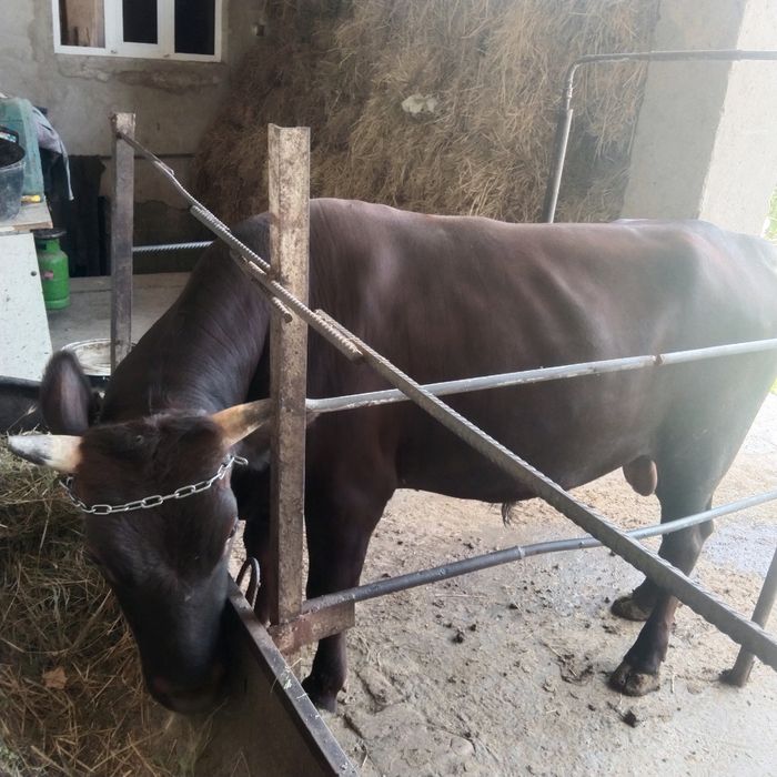 Ikkala buqani sotaman kelish tirib ham beramiz