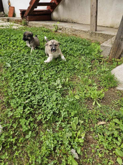 Малки кученца търсят дом