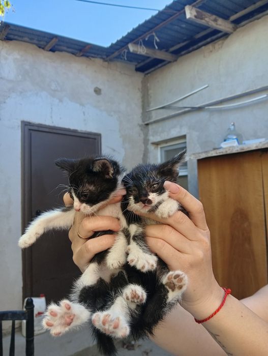 Отдаем милых котят в хорошие руки