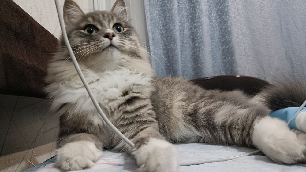 Котенок девочка в любящие руки