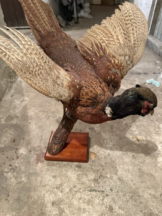 Продавам препариран фазан