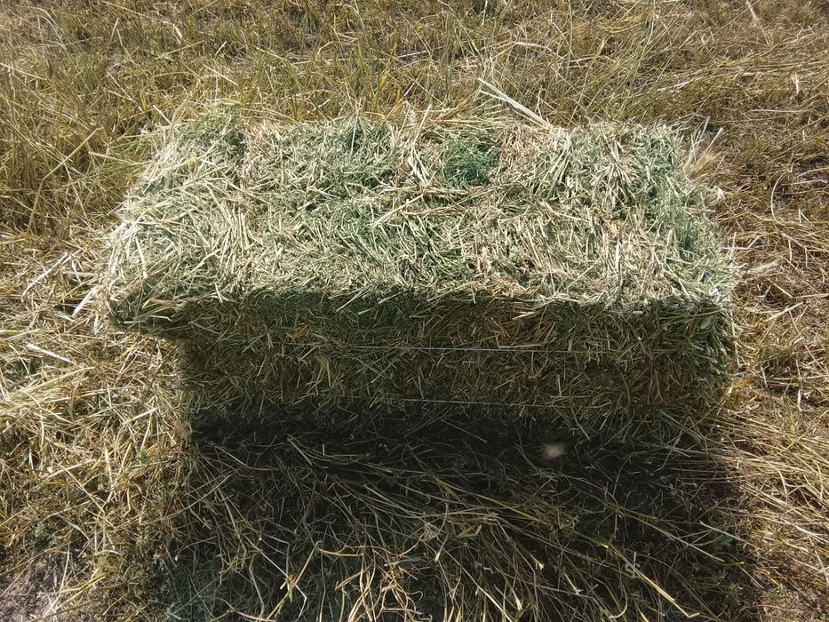 Жоңышқа бирыншы шабын