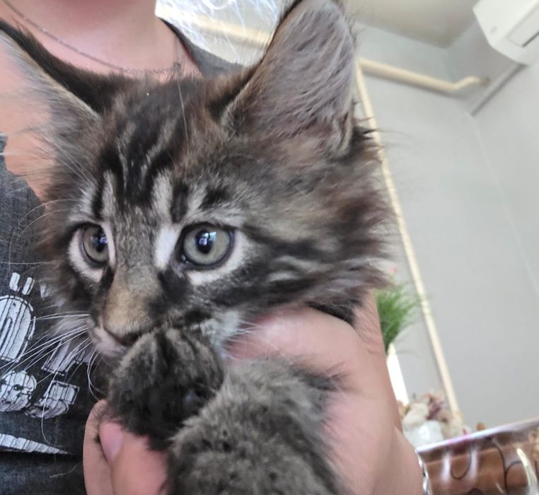 Мейнкун котята 2 месяца
