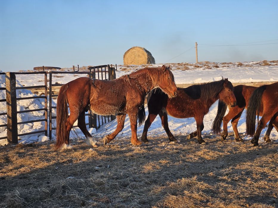 Айғыр жеребец уйрге