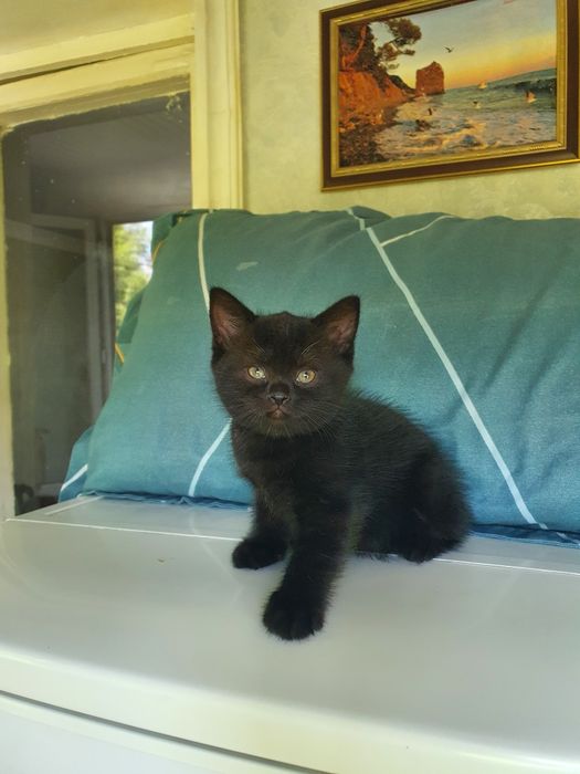 Скотиш страйт мальчик и девочка