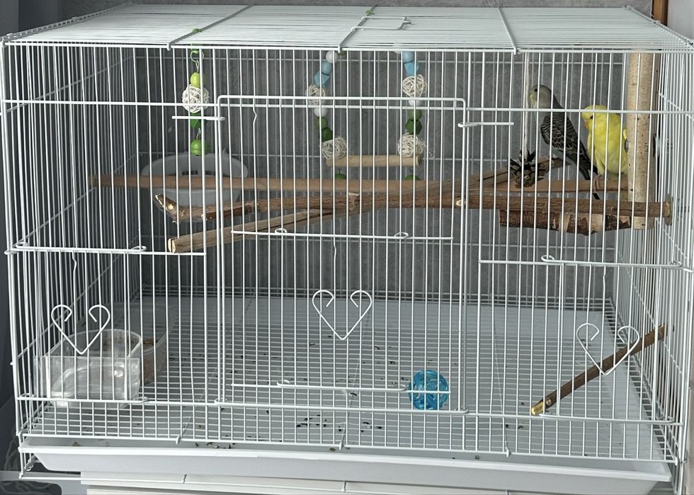 Волнистые попугайчики