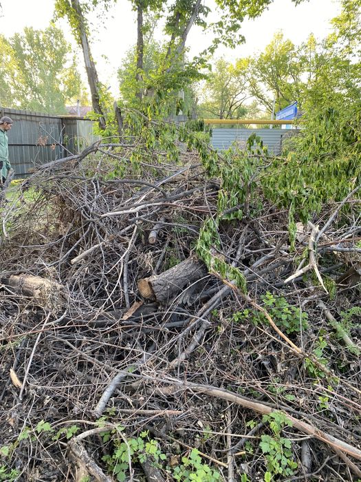 Дрова бесплатно