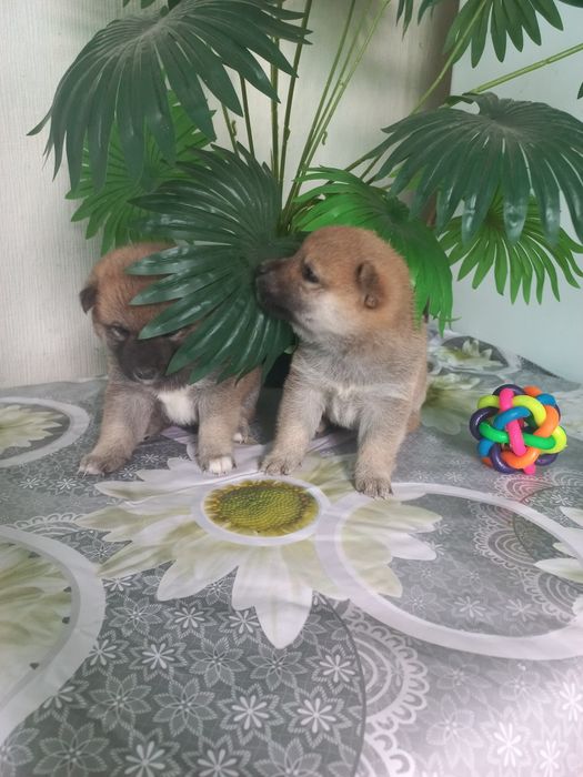 Сиба ину готовятся к продаже