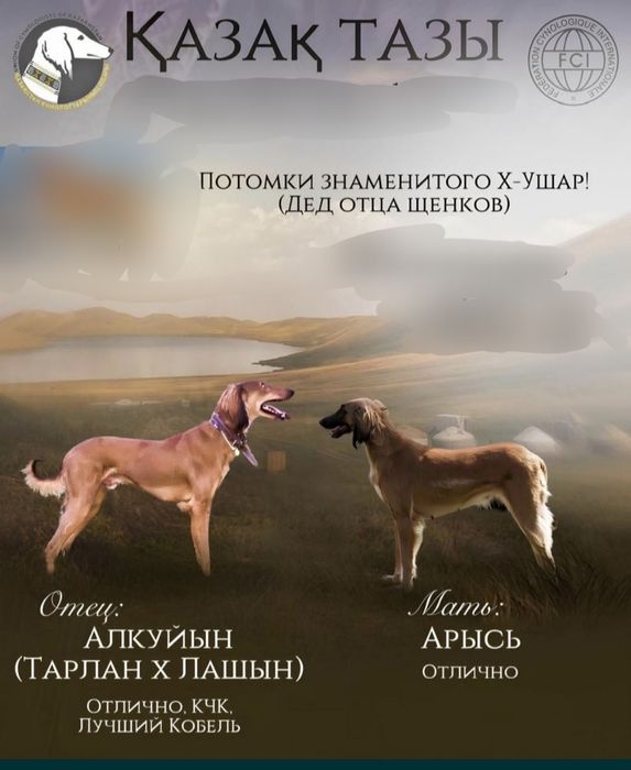 Казахская тазы сука с документами