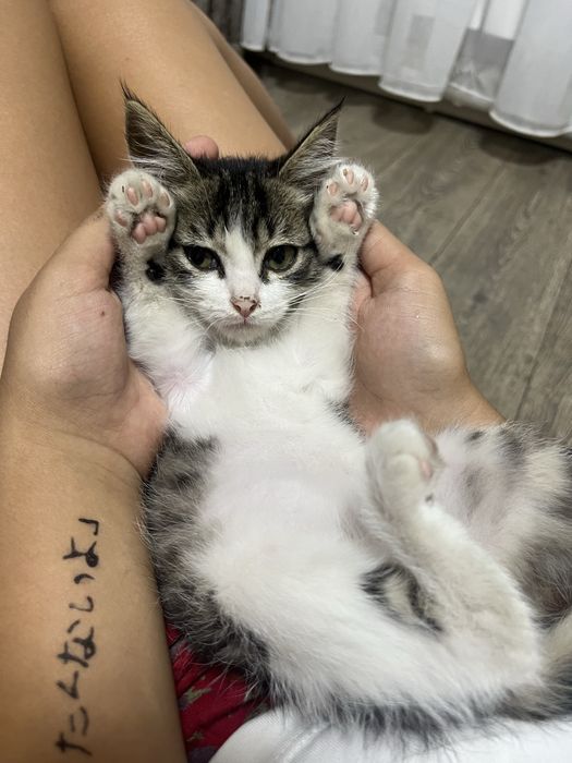 продаю котенка в хорошие руки