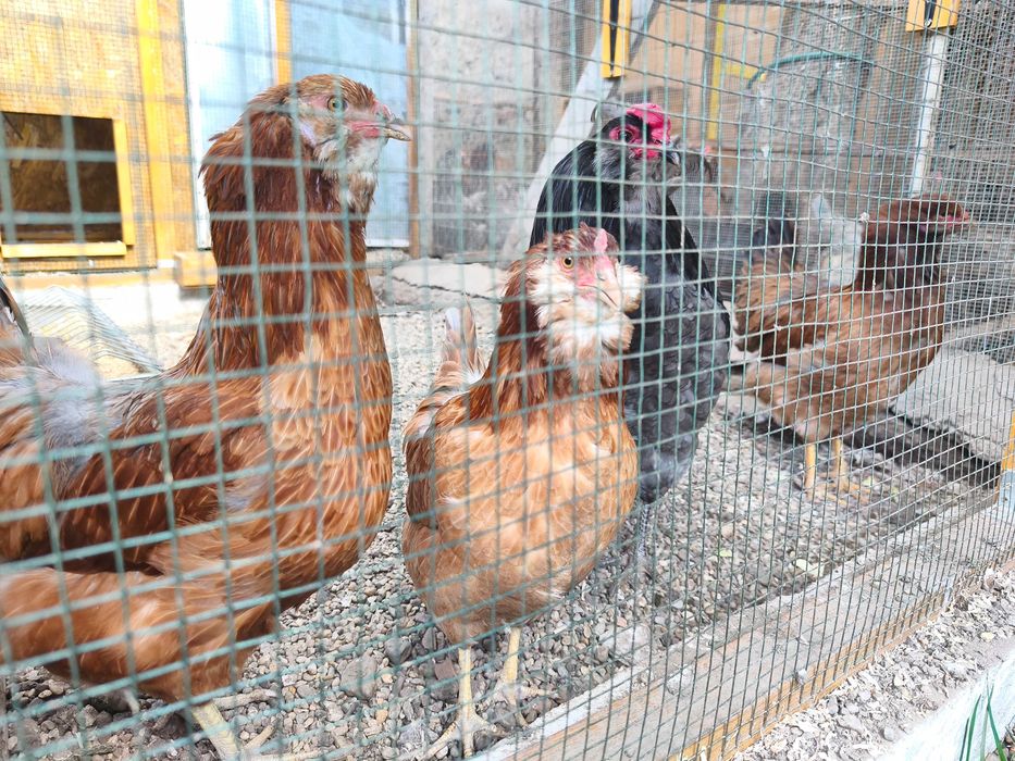 Ouă de incubat Ameraucana