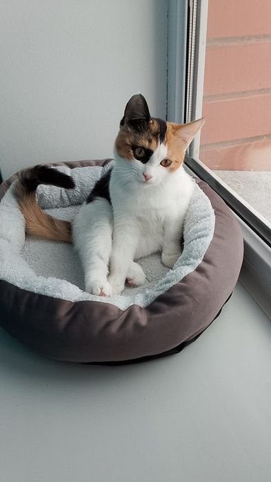 котенок домашняя