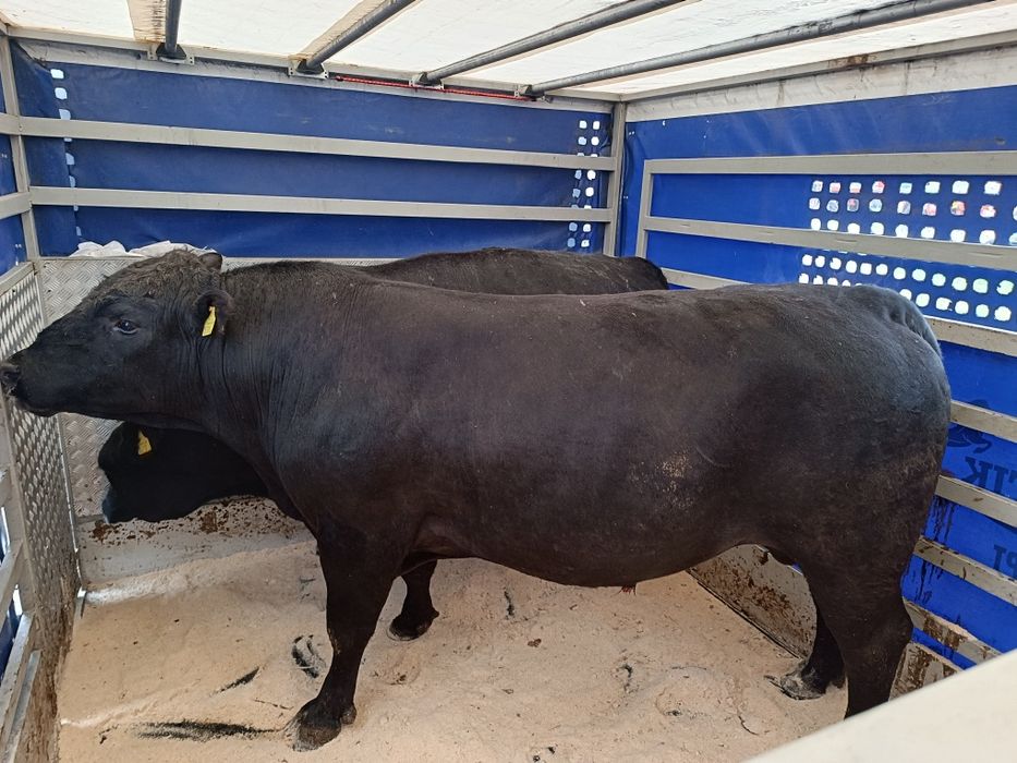 Лицензиран превоз на животни,Животновоз