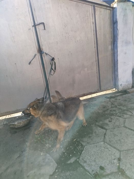 Продам немецкую овчарку девочку